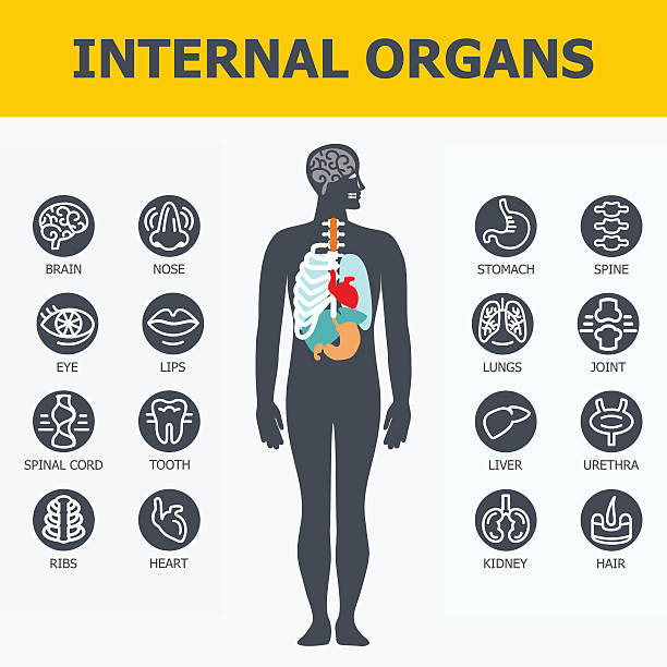 Internal organs set. Internal organs set. Medical infographic icons, human organs, body anatomy. Vector icons of internal human organs Flat design. Internal organs icons. Internal organs icons art. clip art of rib cage stock illustrations
