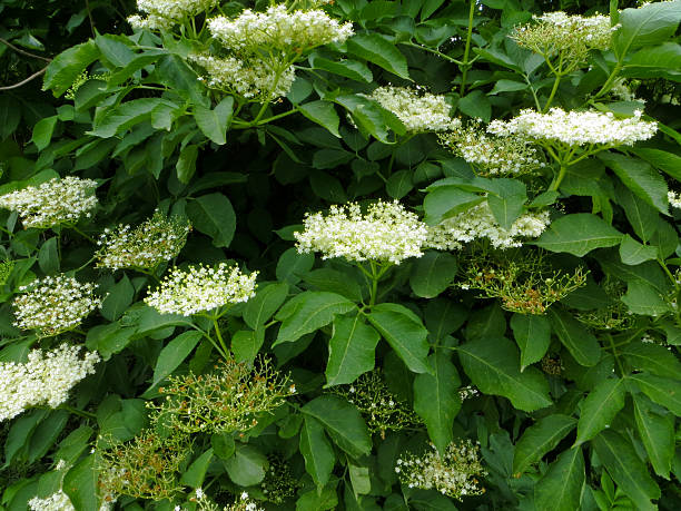 istock White flowers on the elderberry bush 539368850