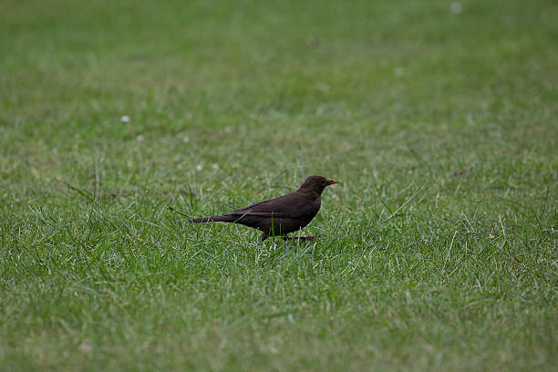 istock Common Blackbird; female walking on meadow 539369364