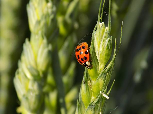 A Ladybug (ladybird) beetle isolated on a piece of green grass.