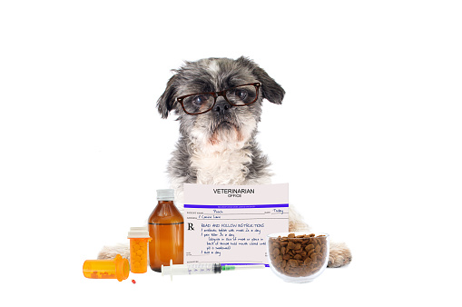 Shitsu Dog wearing eyeglasses with prescription drugs, bottle, pills, needle, dog food bowl on counter