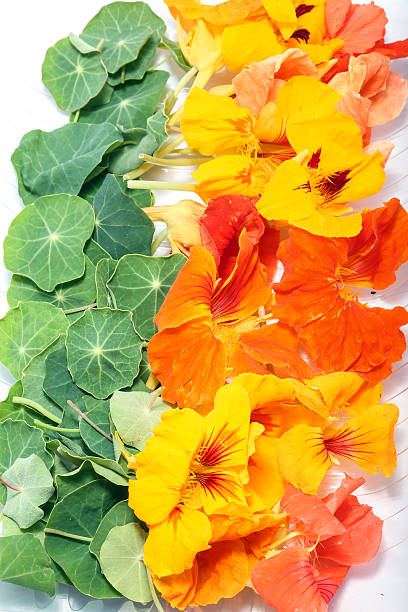 istock Nasturtiums Flower edible 539371402