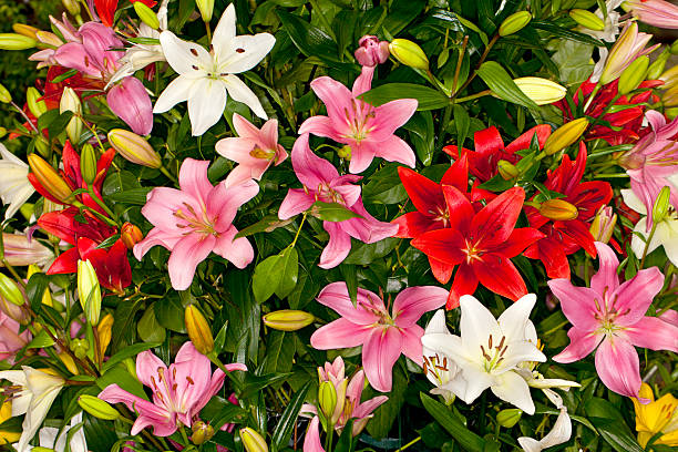 różnorodne azjatycki liliowate kwiat - lily lily family temperate flower asiatic lily zdjęcia i obrazy z banku zdjęć