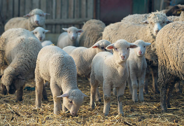 ovelhas em uma máfia à confira o fotógrafo - lamb merino sheep sheep horizontal - fotografias e filmes do acervo