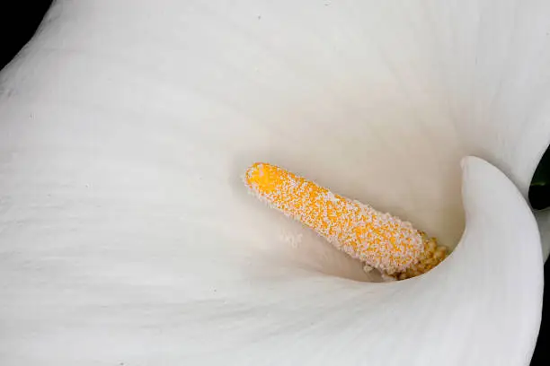 Closeup of a Calla-lily (Zantedeschia aethiopica)  flower in a garden