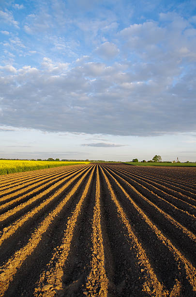 paisaje de agricultura - seedbed fotografías e imágenes de stock