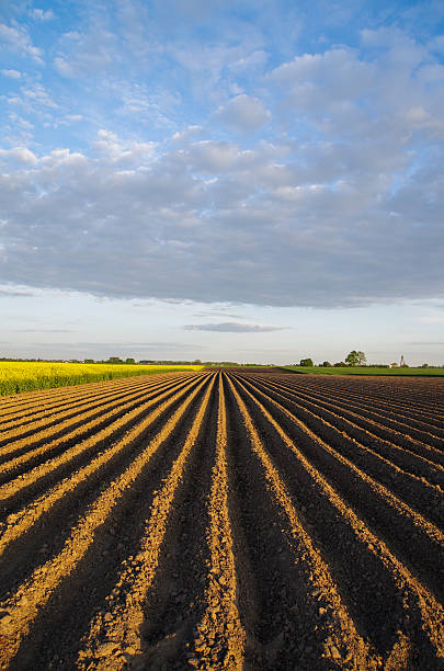 農産物の風景 - plowed field dirt agriculture field ストックフォトと画像