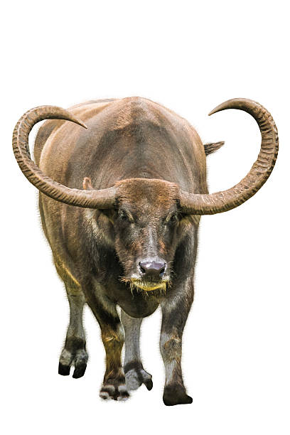 búfalo água chifre longo - long horn - fotografias e filmes do acervo