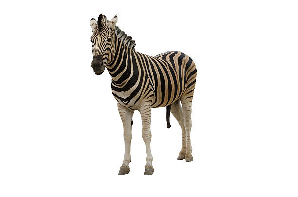 istock The Zebra is well known in Africa. 539437958