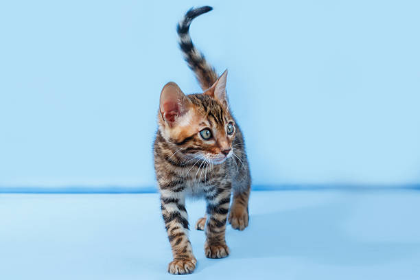 istock Single playful brown spotted bengal kitten on neutral blue background 539438118