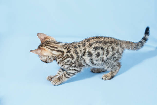 istock Single playful brown spotted bengal kitten on neutral blue background 539438218