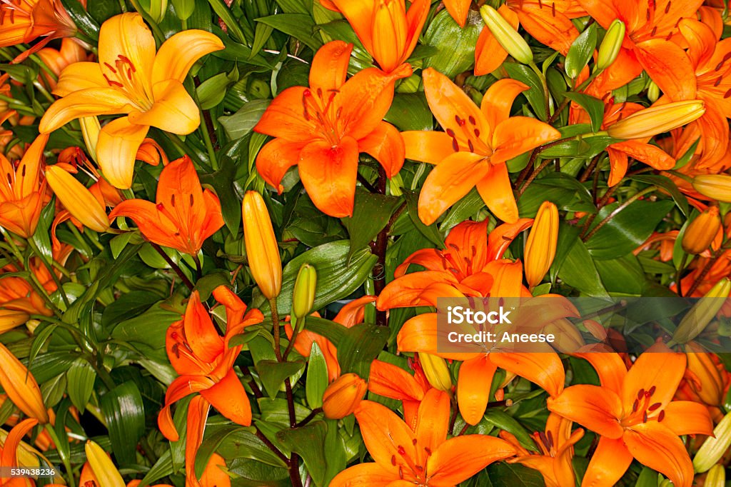 Photo libre de droit de Fleur De Lys Orange Asiatique banque d'images plus d'images libres de droit de Arbre en fleurs - Arbre en fleurs, Beauté de la nature, Biologie -