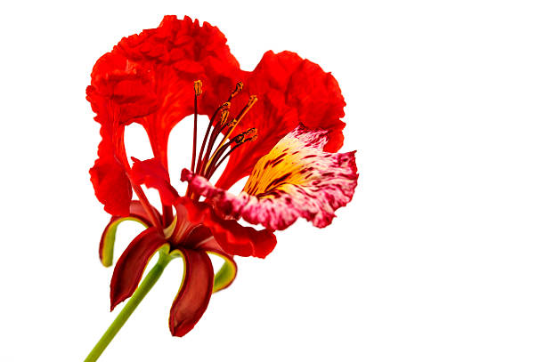 istock royal Poinciana 539438582