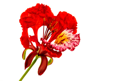 Royal Poinciana or Delonix regia flower on white background