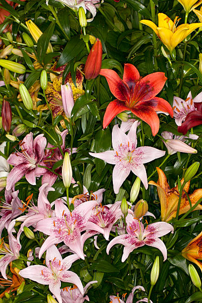 각종 아시아 사람 백합 꽃 - asiatic lily 뉴스 사진 이미지