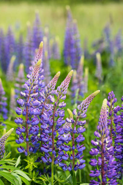 istock Beautiful lupines blooming on spring fiel. 539439592