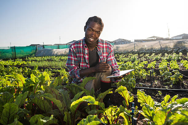 istock Young African male with tablet in vegetable garden 539440058