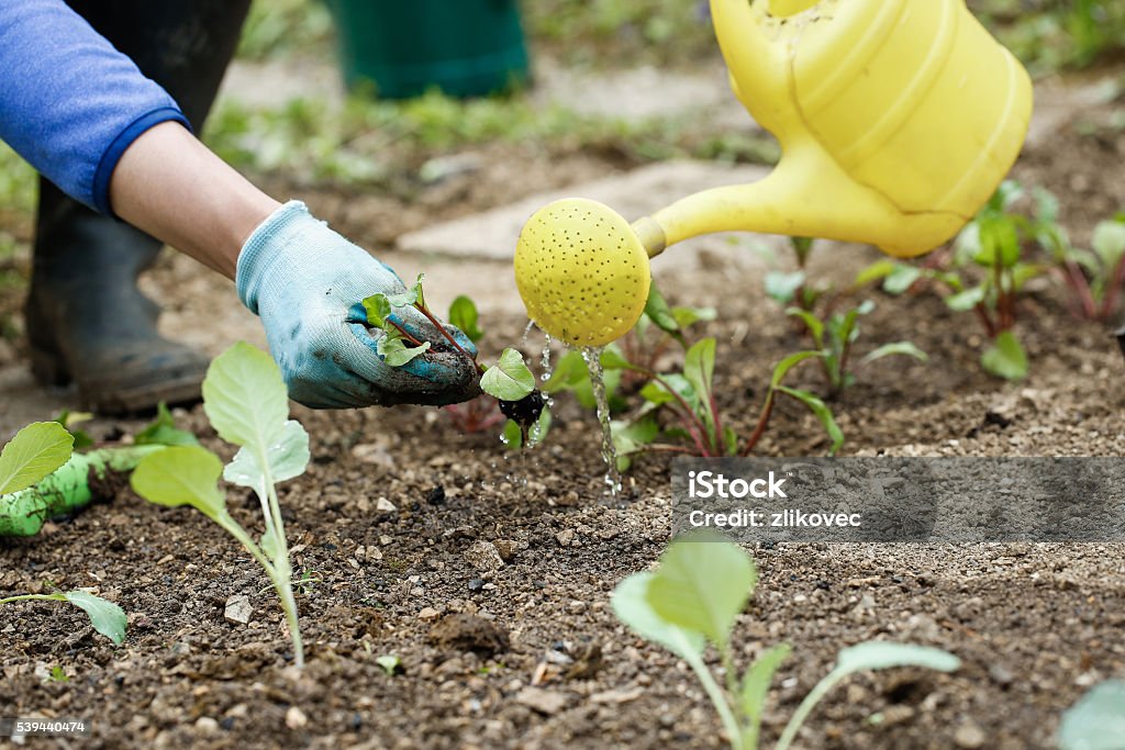 Gardener watering and fertilising freshly planted seedlings Gardener watering and fertilising freshly planted broccoli seedlings in garden bed for growth boost. Organic gardening, healthy food, nutrition and diet, self-supply and housework concept. Broccoli Stock Photo