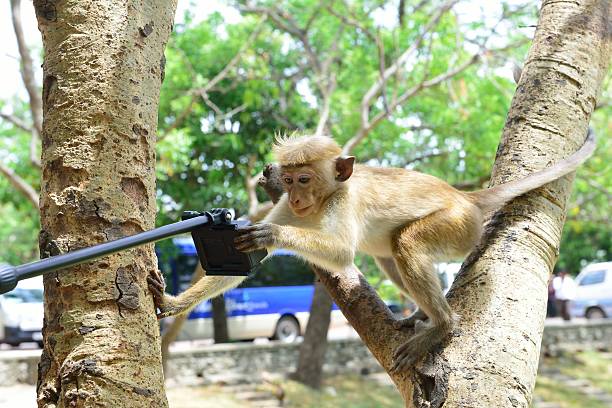 179 Monkey Selfie Stock Photos, Pictures & Royalty-Free Images - iStock | Naruto, Monkey camera, Macaque 179 Monkey Selfie Stock Photos, Pictures & Royalty-Free Images - iStock | Naruto, Monkey camera, Macaque