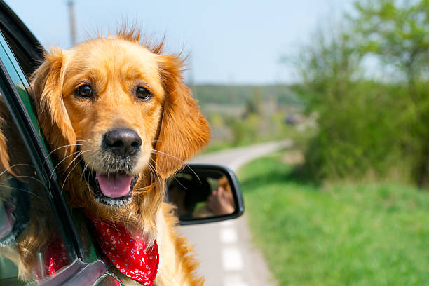 golden retriever mirando por la ventana de coche - dog car travel pets fotografías e imágenes de stock