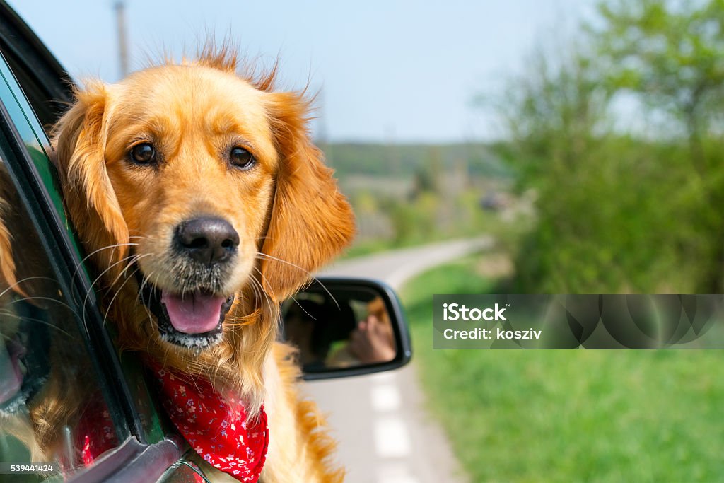 Golden Retriever Looking Out Of Car Window Golden Retriever Looking Out Of Car Window, trip Dog Stock Photo