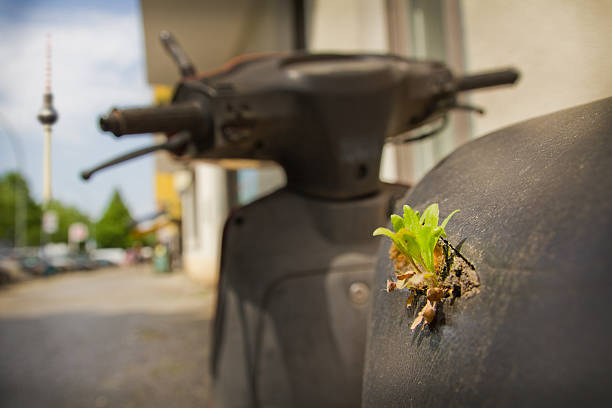 planta verde selvagem em motocicletas-grüne pflanze motorrad-berlim - giesen - fotografias e filmes do acervo