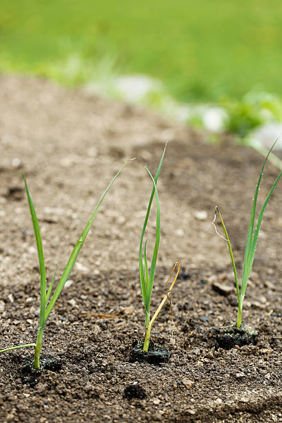 istock Newly planted leek seedlings in freshly ploughed garden 539441838