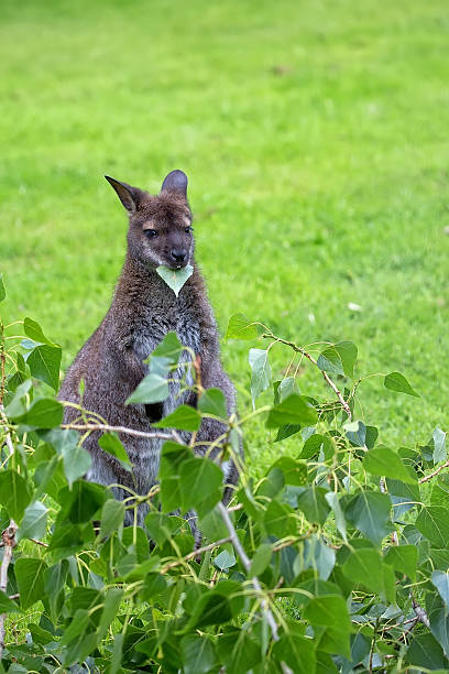 istock Kangaroo red-necked wallaby in a clearing 539442348