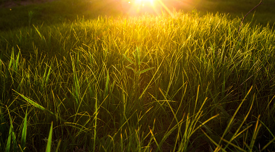 Low sunburst through fresh spring grass on a hillock.