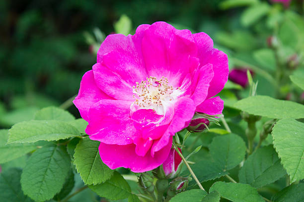 vinagre de rosa rosa gallica-boticário's rose - gallica rose - fotografias e filmes do acervo