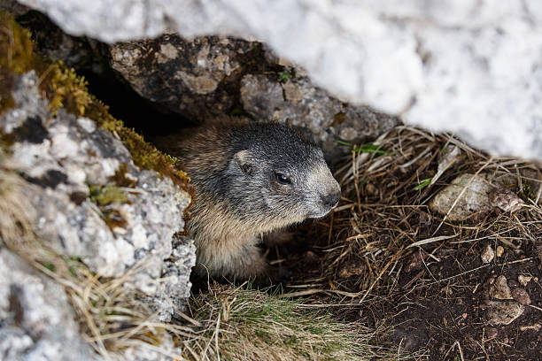 świstak, ukrywanie w jego legowisko pod rock - groundhog animal animal behavior beauty in nature zdjęcia i obrazy z banku zdjęć