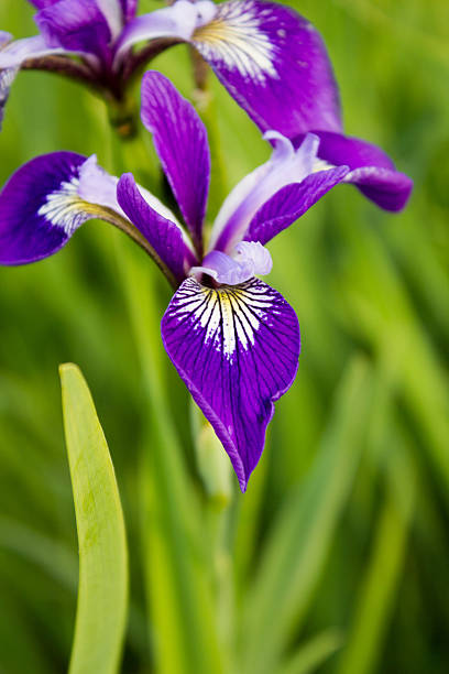 istock Colored flowered irises in the grass 539443508