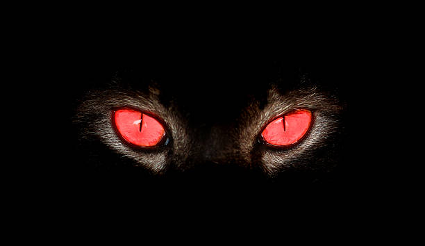 Serious, evil animal eyes stare at something in black