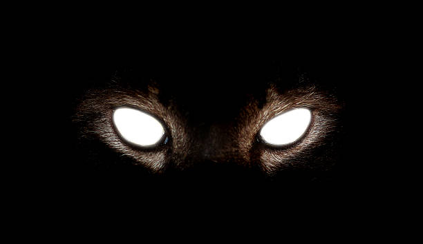 istock Closeup of Hypnotic Cat Eyes on black background 539443624