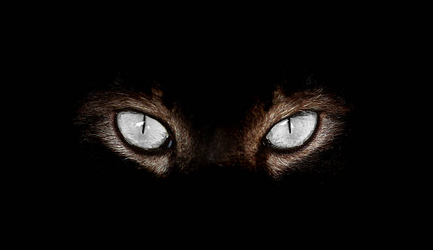 istock Closeup of Hypnotic Cat Eyes on black background 539443646