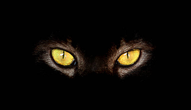 istock Closeup of Hypnotic Cat Eyes on black background 539443730