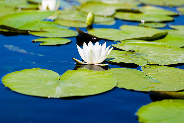 istock White water lily flower in Danube Delta 539443926