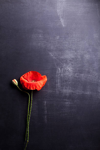 istock Red poppy flower and rye on old blackboard, top view 539444520