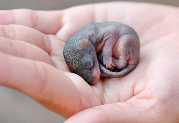 istock Baby Chipmunk in people hand 539444634