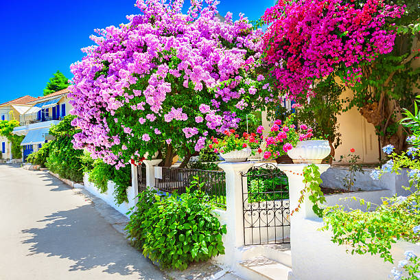 House with bougainvillea