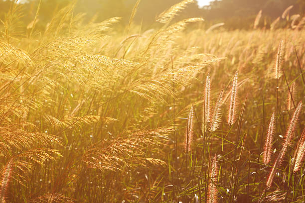istock grass vintage blur and little noise. 539445988
