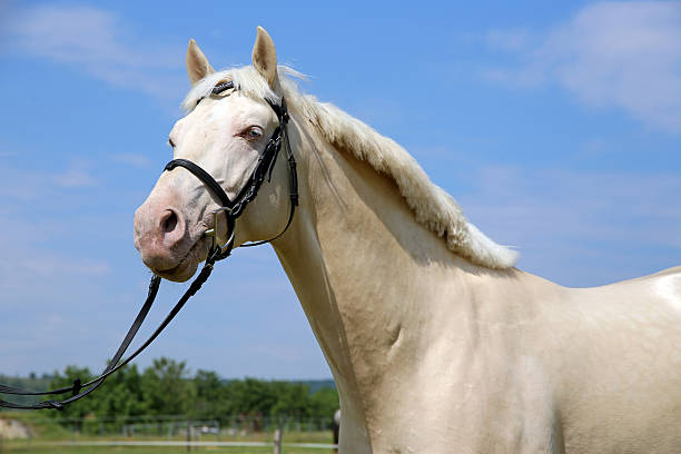 istock Purebred young cremello stallion posing in the corral 539446040