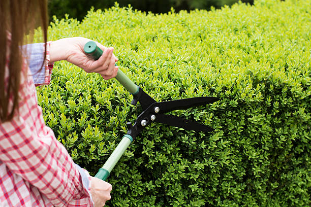 istock Female gardener pruning a hedge in backyard on springtime sunny 539446824