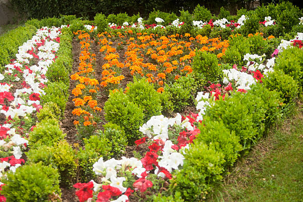 Detail of rows of beautiful multi colored  flowers in triangle shape recently planted in springtime. 