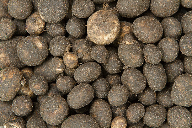 young earthstar mushroom Barometer Earthstars or earthstar mushroom or in Thai word “Hed Thop” the very pupura mushroom in northen thailand marasmius siccus stock pictures, royalty-free photos & images