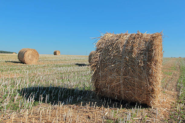 Straw bale on the field stock photo