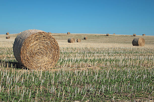 Field with straw bales stock photo