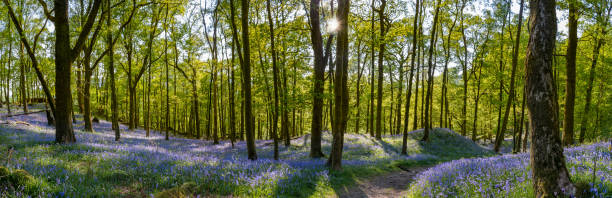 Beautiful Bluebell carpets with spring foliage on woodland trees.
