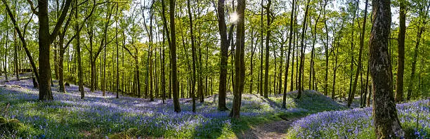 A panoramic image taken in a peaceful Bluebell woodland forest in Ambleside, Lake District, UK. The image features a small tranquil path which leads through the woods, sunlight shining through the trees producing shadows and lovely fresh blue/purple colours from the Bluebells.