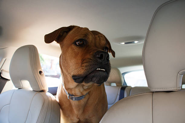 Interested  red dog driving in back end of a car